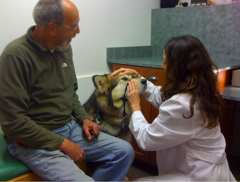 Behind the Scenes at a Service Dog Eye Exam Dogster